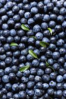 Blackthorn, Prunus spinosa, Abundant harvest of pu