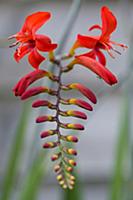 Montbretia, Crocosmia 'Lucifer', Branched spike wi