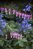 Bleeding heart, Lamprocapnos spectabilis, Two stem