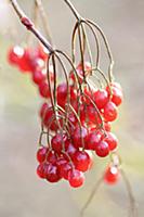 Birchleaf Viburnum, Viburnum betulifolium, Close v