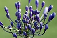 Agapanthus africanus, Close view of blue purple fl