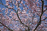 Cherry, Japanese Flowering Cherry, Prunus 'Beni-yu