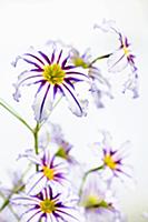 Andean glory of the sun lily, Leucocoryne vittata,