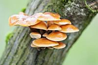 Orange mycena, Mycena leaiana growing out of an an