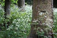 Cow parsley, Anthriscus sylvestris, Masses of whit