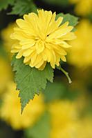 Japanese rose, Kerria japonica 'Pleniflora', Close