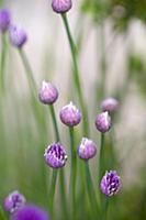 Chive, Allium schoenoprasum, Purple buds and emerg
