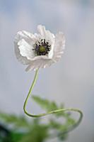 Shirley poppy, Papaver rhoeas Shirley series, Fron