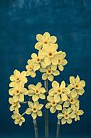 Daffodil, Narcissus x intermedius, Front view of t