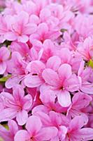 Japanese azalea, Rhododendron 'Hinomayo', Top view