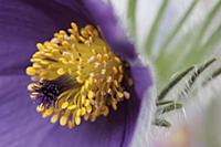 Pasqueflower, Pulsatilla vulgaris, Very close view