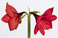Amaryllis, Hippeastrum 'Red Lion', Two red flowers