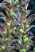 Bear's breeches, Acanthus mollis, Side view of see