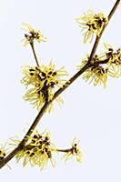 Witch hazel, Hamamelis x intermedia 'Pallida', A b