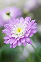 Marguerite daisy, Argyranthemum frutescens cultiva
