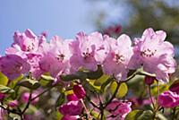 Azalea, Rhododendron Temple Belle group, Font view