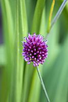 Allium sphaerocephalon, A single purple spherical 