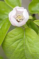 Quince, Cydonia oblonga, Close top view of one ope
