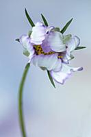 Cosmos bipinnatus 'Daydream', Front view of one op