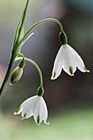 Summer snowflake, Leucojum aestivum, Side view of 