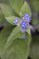 Green Alkanet, Pentaglottis sempervirens, Top view