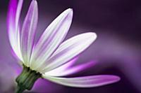 Cineraria, Pericallis x hybrida Senetti baby Magen