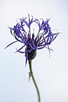 Greater Knapweed, Centaurea scabiosa, Front view o
