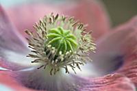 Opium poppy, Papaver somniferum, Very close view o