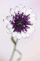 African daisy, Osteospermum Flower Power 'Double B