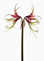 Amaryllis, Hippeastrum 'Chico', Side view of one s
