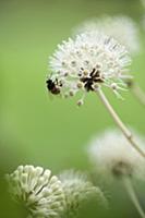 Fatsia, Fatsia japonica. Side view of spherical wh