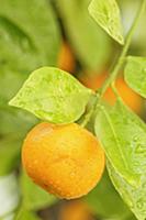 Calamondin, Citrus madurensis, Fruit growing with 