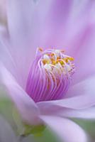 Rose Easter cactus, Rhipsalidopsis rosea, Close vi