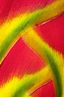 Heliconia rostrata, often known as Lobster claw, D