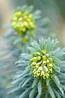 Mediterranean spurge, Euphorbia characias wulfenii