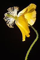Poppy, Welsh poppy, Meconopsis cambrica, Side view