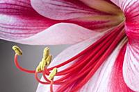 Amaryllis, Hippeastrum 'Gervase', Close view a sin