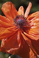 Oriental poppy, Papaver orientale 'May Queen', Clo