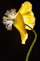 Poppy, Welsh poppy, Meconopsis cambrica, Side view