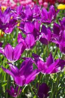 Tulip, Tulipa 'Purple dream', Side view of open fl