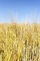 Barley, Grain crop growing in field with bus sky a