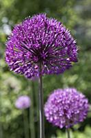 Allium Hollandicum 'Purple Sensation', Single stem