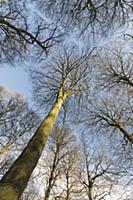 Beech, Fagus sylvatica, Underneath view of a woodl