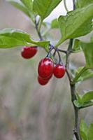 Bittersweet, Solanum dulcamara, Close view of grou