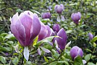 Saucer magnolia, Magnolia x soulangeana 'Lennei', 