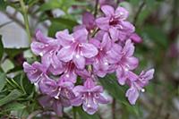 Pink Weigela, Weigela florida 'Rosea', Close view 