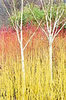 Birch Гўв‚¬вЂњ Himalayan birch, Betula utilis var,