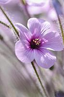 Madeira cranesbill, Geranium Maderense, Side view 