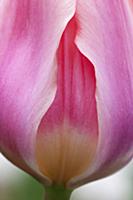 Tulip, Tulipa 'Tottori' Close view of one pink flo