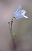 Harebell, Campanula rotundifolia, Close view of on